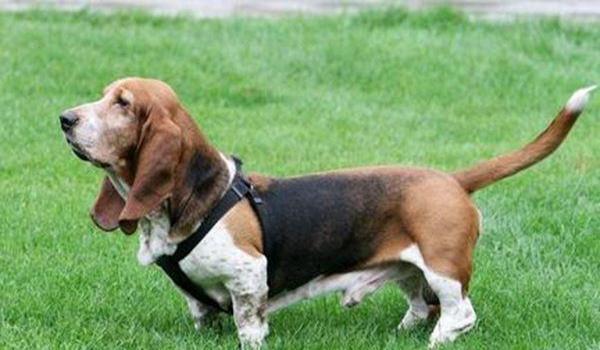 三角洲怎么购买寻血猎犬(三角洲行动寻血猎犬多少钱一只?) 三角洲怎么购买寻血猎犬(三角洲行动寻血猎犬多少钱一只?)